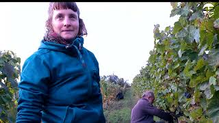 Les vendanges sont terminées dans le Forez