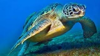 Sea Turtles Documentary HD- Turtle documentary film