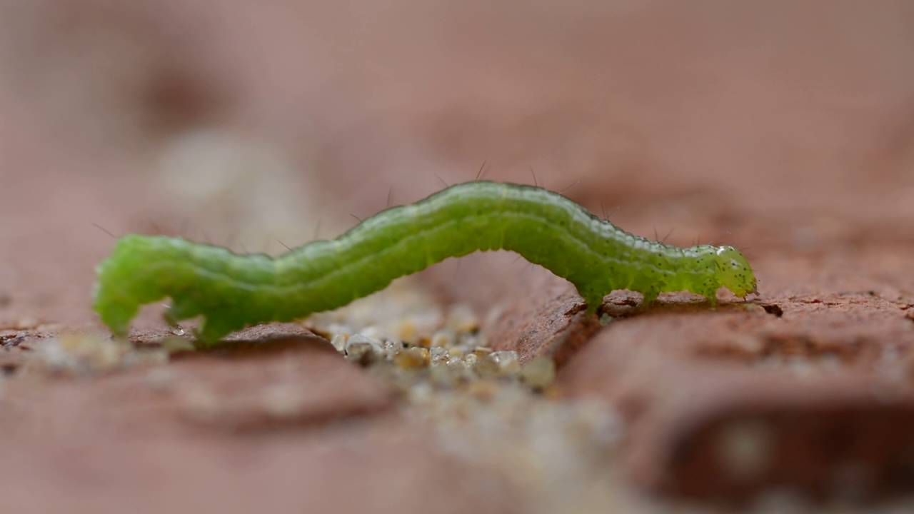 Inchworm Geometridae Caterpillar Youtube