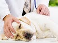 Staupe beim Hund: Diagnose und Behandlung