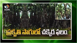 ప్రకృతి సాగులో చక్కెర ఫలం: Success Story Of Farmer Laxman Rao | Matti Manishi | 10TV News