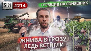 Жнива 2024. Молотимо пшеницю 🌾 Морфорегулятори по соняшнику🌻 Тюкуємо солому.