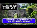 HALTE MUJUR LUMAJANG || TERNYATA DIKELILINGI POHON PISANG DAN TIDAK SEMUJUR NASIBNYA