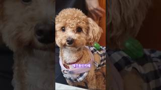 일산 애견동반 레스토랑 #강아지 #puppy #반려견 #pets #cute #애견동반카페 #강아지브이로그 #말티푸