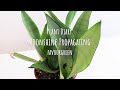 Plant diary_ How to propagate Sansevieria Moonshine | Moonshine Snake Plant Propagation