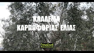 ΓΕΩΖΩΗ - ΚΛΑΔΕΜΑ ΚΑΡΠΟΦΟΡΙΑΣ ΕΛΙΑΣ