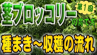 #1.茎ブロッコリーの育て方【タネ植え〜発芽】⭕⭕をしたら発芽率100％でした！タネまき〜収穫までの流れも説明しています！