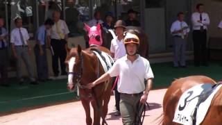 コウエイライトの新馬戦パドック