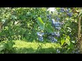 Huge Blueberry Farm | Picking Blueberries | #Shorts