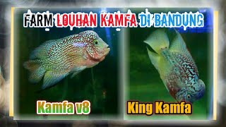 REVIEW HARGA LOUHAN KAMFA DI BANDUNG -BZ LOUHAN BANDUNG