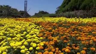 能古島アイランドパーク　夏の綺麗な花たち！２０１６０８０６