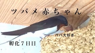 ツバメ【孵化7日目】ヒナを静かに見つめる/甘え上手だよ/パパの口ばしも食べたい/寝るの大好き/Swallows chick hatched!!! DAY7