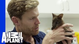 Injured Pademelon’s Life Saved | Vet Gone Wild