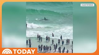 Shark Vs. Stingray Battle Caught on Camera by Beachgoers