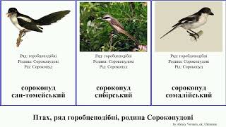 Птах, ряд горобцеподібні, родина Сорокопудові bird сорокопуд-білоголов американський савановий