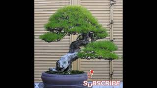 TERJUAL 100JT YEN DI JEPANG OLD PHINE BONSAI  || HARGA YG FANTASTIS SULTAN