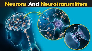 Neurons And Neurotransmitters | A Complete Guide