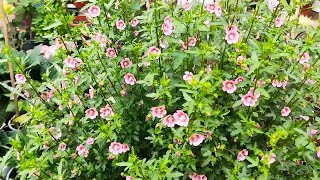 【養養養花花花】開花機器小木槿這樣養，輕鬆開爆盆，四季開花不間斷！