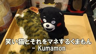 Teddy bear KUMAMON - ”笑い猫とそれをマネするくまもん” かなり笑える！