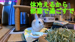 寒い日は部屋で過ごす🐰＆😸動画【動物ファミリーの家】