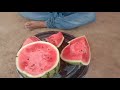 ಕಲ್ಲಂಗಡಿ ಹಣ್ಣು ನಾಮ್ದಾರಿ ತಳಿ 🍉 namdhari watermelon 🍉