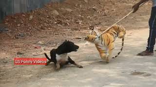 Fake Tiger Prank Dog | Dog Prank | Part 6 #funny #dog #comedy