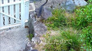 野良猫ですが　長き不在から帰還しました　ひばり62