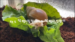 [ ep.2 달팽이농장에서의 달팽이 입양기 ] 양평 달팽이 농장 | 달팽이 입양 | 달팽이 키우기 | 금와달팽이 | 백와달팽이 | 흑와달팽이 | snail