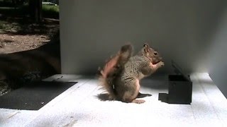 Animal Behavior Research on Fox Squirrels