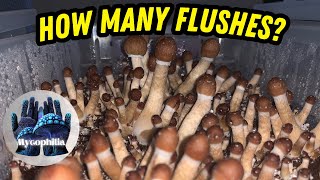 How LONG Can a Grow Last? How Many Flushes Can You Get? Can You Add More Substrate? Mycology