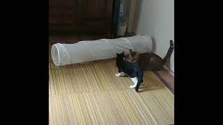 How to use IKEA cat tunnel. IKEAねこトンネルの使い方