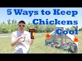 5 Ways to Keep Your Chickens COOL in CRAZY Hot Weather | Tips from Professional Poultry Farmers