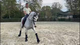 8 yr old 16.1h Lusitano stallion schooling PSG+