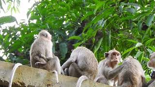 Monkeys actively play in the heights with mom | Cute Macaque