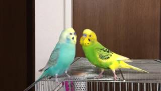 セキセイインコぴの ぴーちゃんのホームステイその2