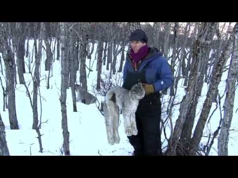 Alaska Lynx Trapping Youtube
