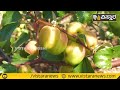 ಕೃಷಿ ಖಜಾನೆ vistara krishi bidar kashmir apple ber farming in kannada ಬಾರೆ ಹಣ್ಣು