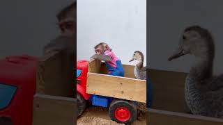 monkey playing with duckling