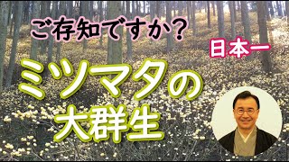 ご存知ですか？ミツマタの大群生を。