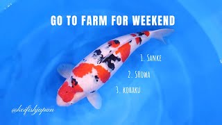 Sanke Kohaku Showa are High Quality  - JAPANESE KOI - EXPENSIVE KOI - #koifish #koi #entertainment