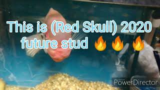 Amphilophus Red Isletas Cichlid (Red Shull) Future Stud In \