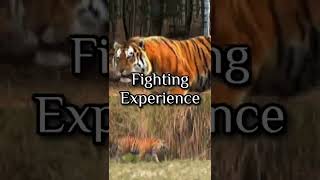 Siberian Tiger (Default) VS Bengal Tiger #animals #wildlife #shorts #siberiantiger #bengaltiger