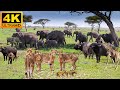 4K African Animals: Feel the Real Wildlife in Khaudum National Park With Real Sounds, Amazing Africa