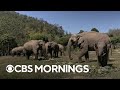 Thailand's oldest elephant sanctuary reopens after two-year pandemic closure