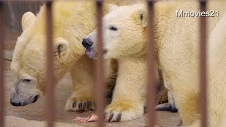 ホッキョクグマ親子の朝ごはん~Polar Bears are eating