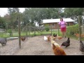 What to feed your chickens so they lay eggs year round