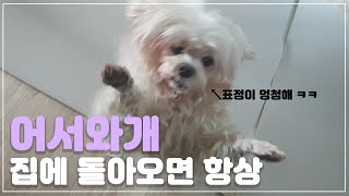 13년간 한결 같던 댕댕이의 속마음