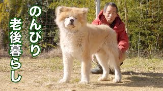 秋田犬リーダー大吉くんの報告と御礼