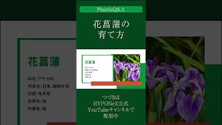 ☘291 ： 【Q\u0026A】花菖蒲（ハナショウブ）の育て方｜管理する場所や注意点は？水やりや肥料などの管理方法もご紹介#Shorts