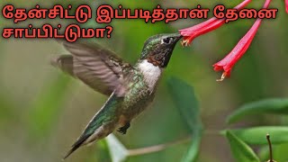 தேன்சிட்டு தேனைக் குடிக்கும் அரிய காட்சி. Hand feeding honey to hummingbird, a rare scene